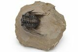 Spiny Leonaspis Trilobite - Beautiful Shell Detail #232772-2